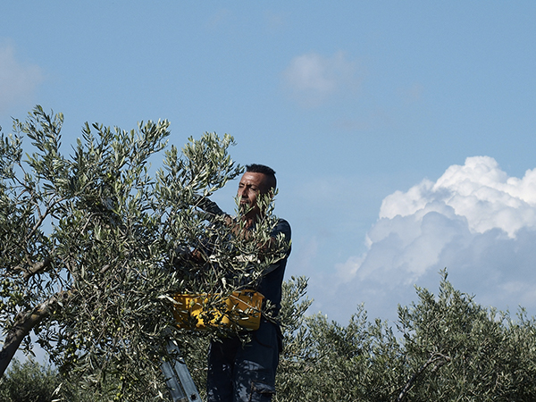 Raccolta a mano olive Nocella del Belice - Proverbio